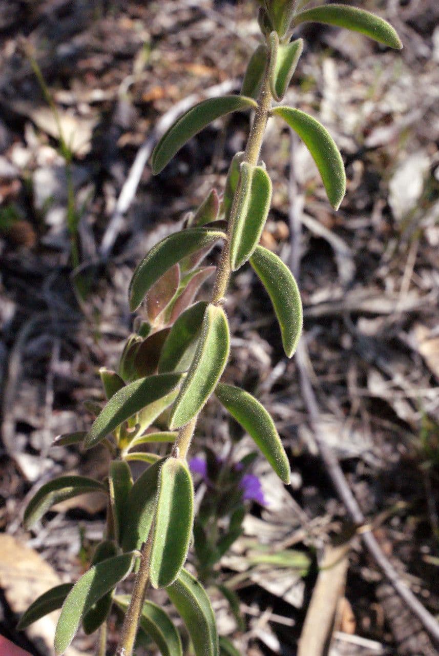 Hemigenia 5