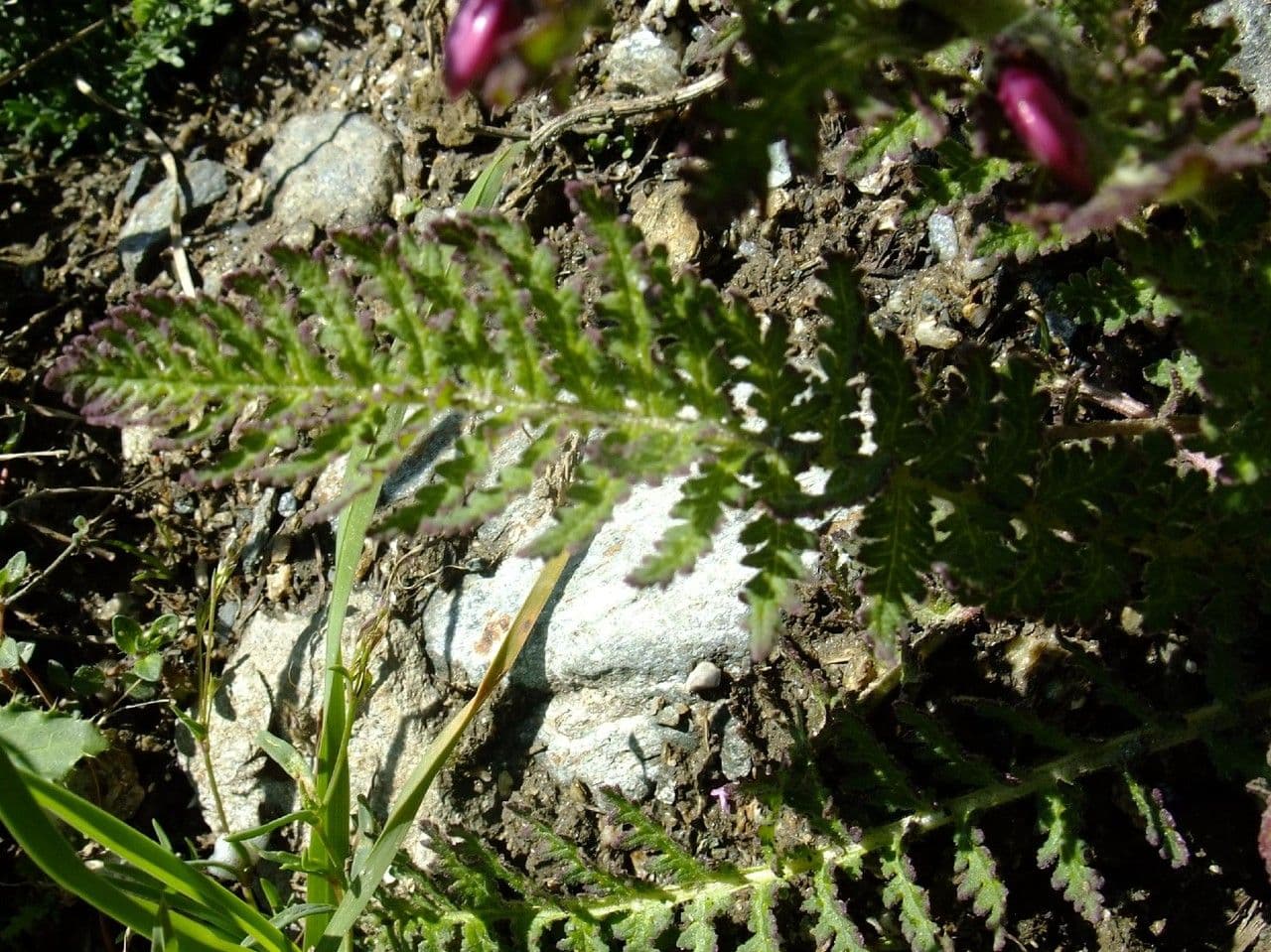 Pedicularis rostratospicata 15