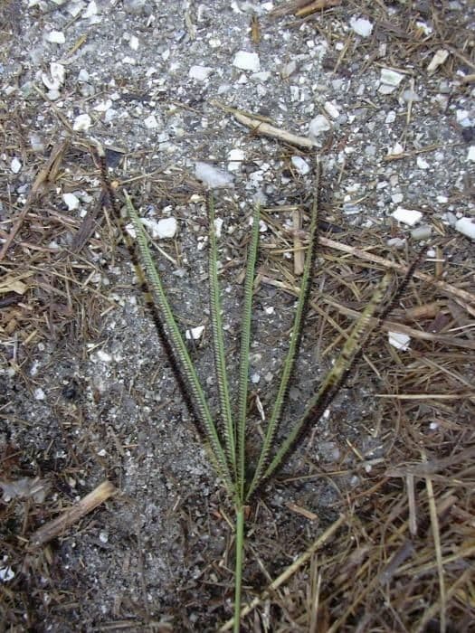 Eustachys