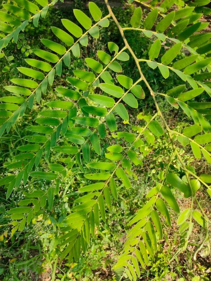 Cassia de Java 20