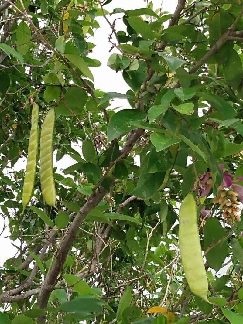 Clitoria fairchildiana 2