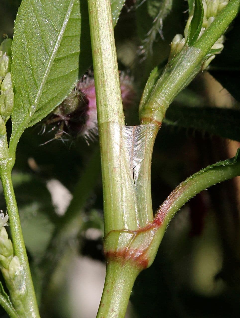 Persicaria de hoja de acedera 24
