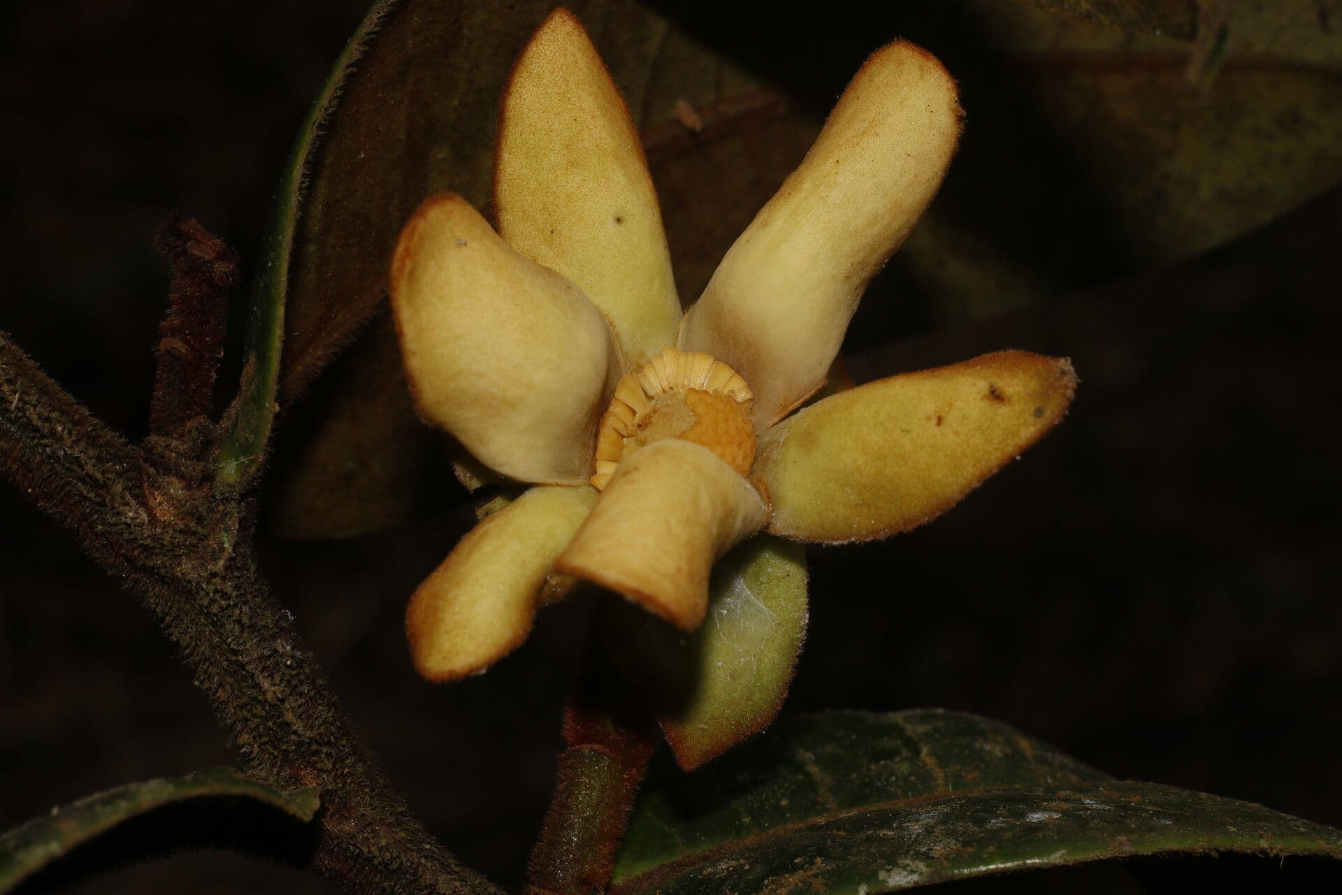 Guatteria 5