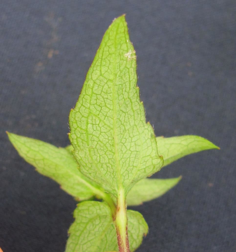 Isocarpha 16