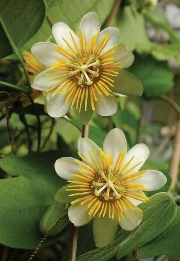 Passiflora 4