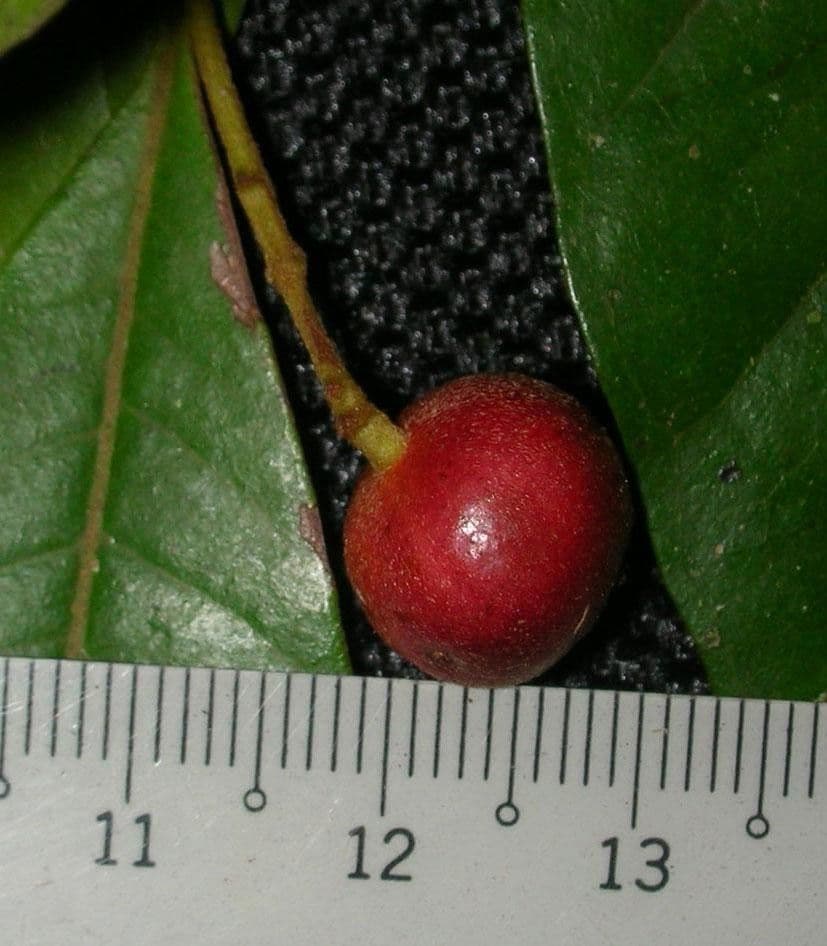 Myrcia 3