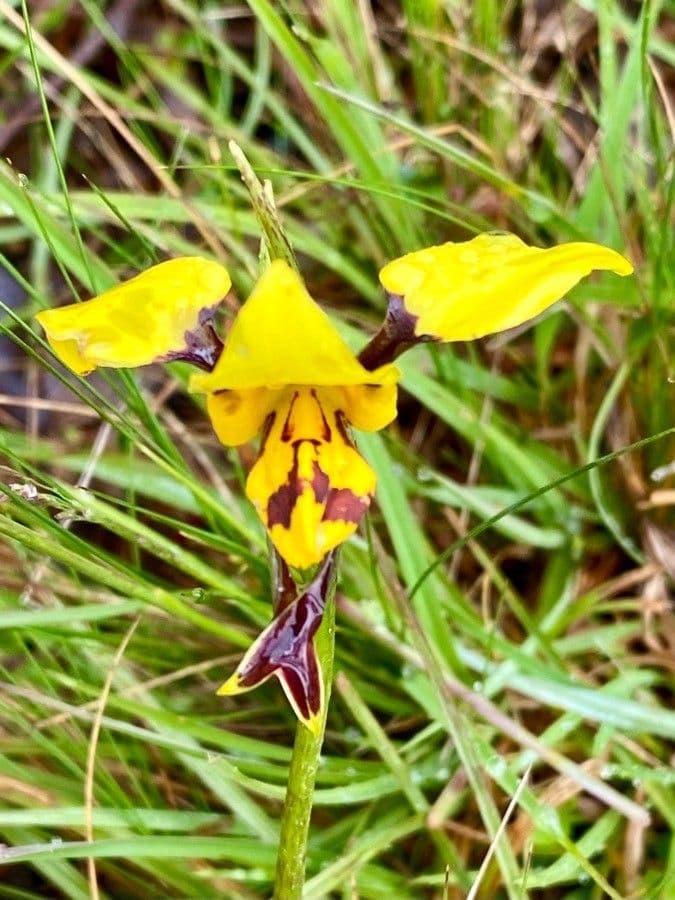 Diuris maculata