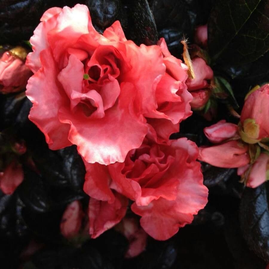 Rhododendron 10
