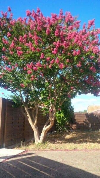 Lagerstroemia 14