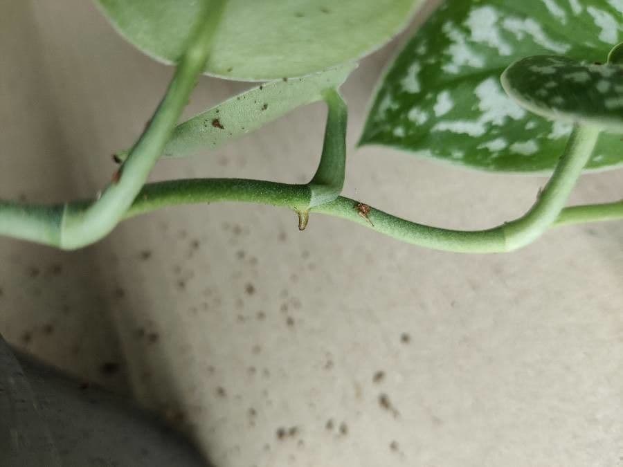 Scindapsus 15