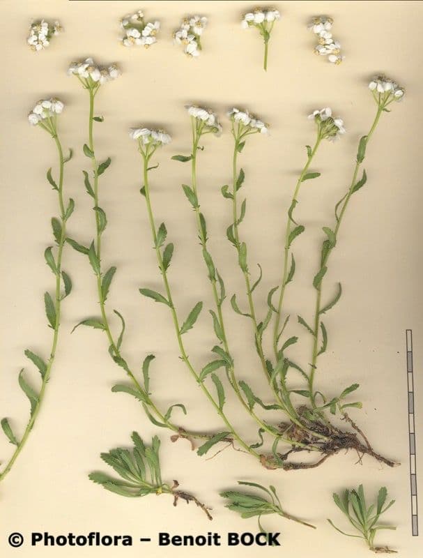 Achillea erba-rotta 17