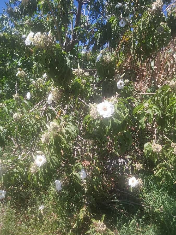 Fried-egg tree 13