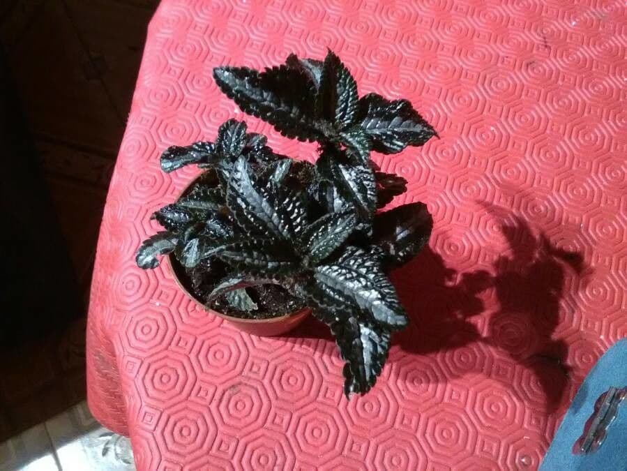 Pilea 10