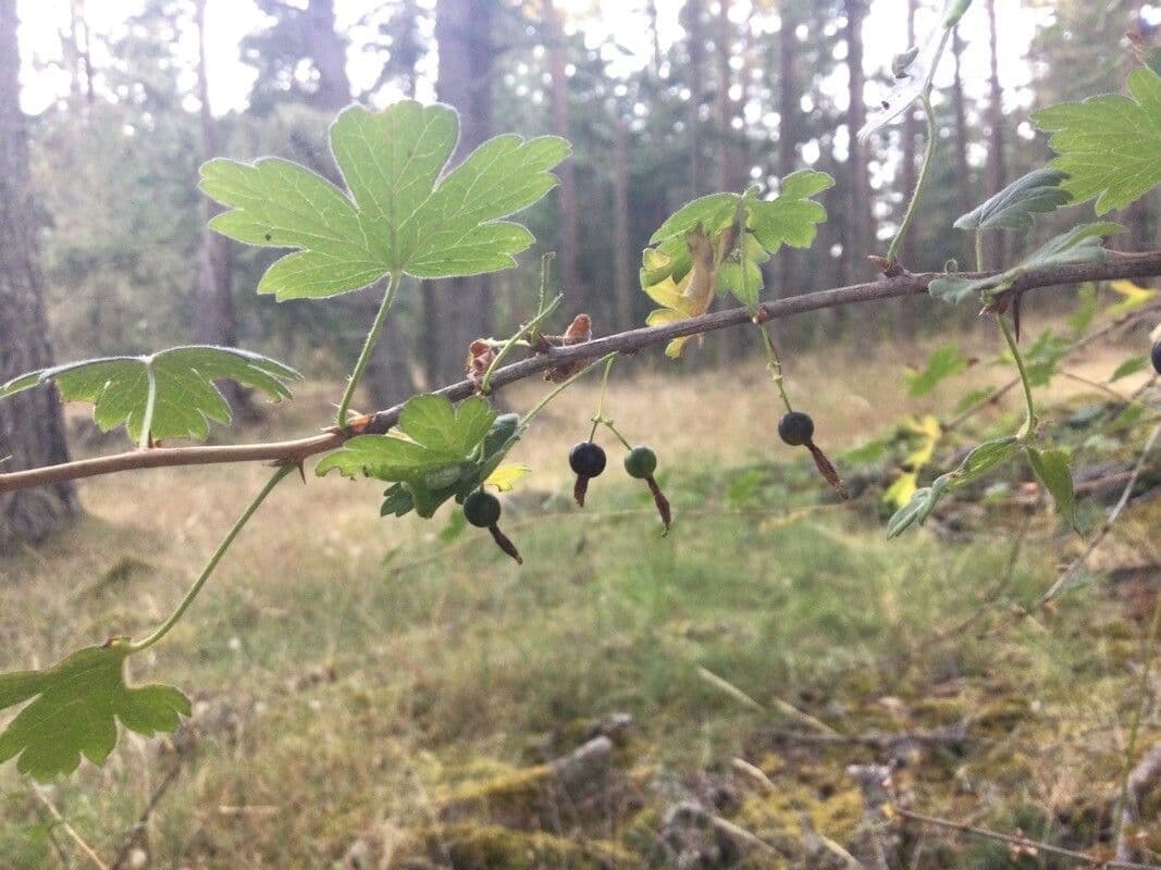 Ribes divaricato 2