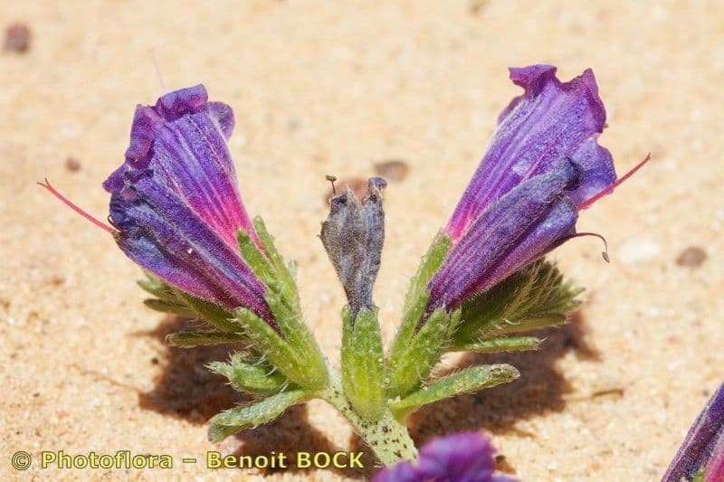 Echium 2