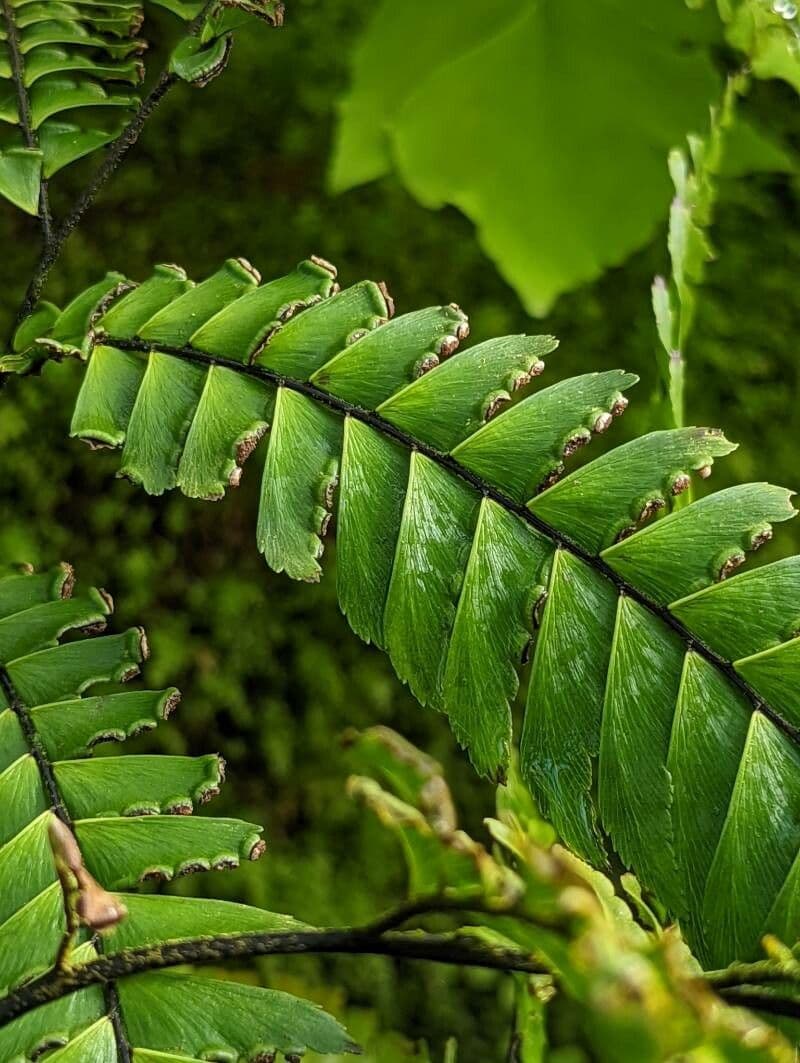 Adiantum štvorlisté 2
