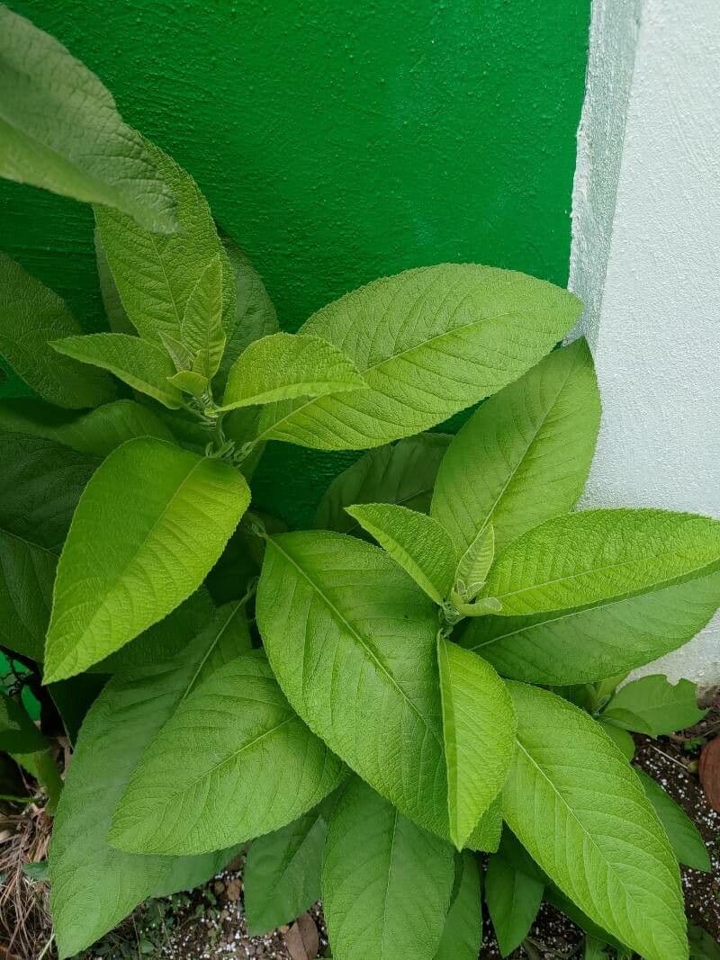 Blumea balsamifera 2