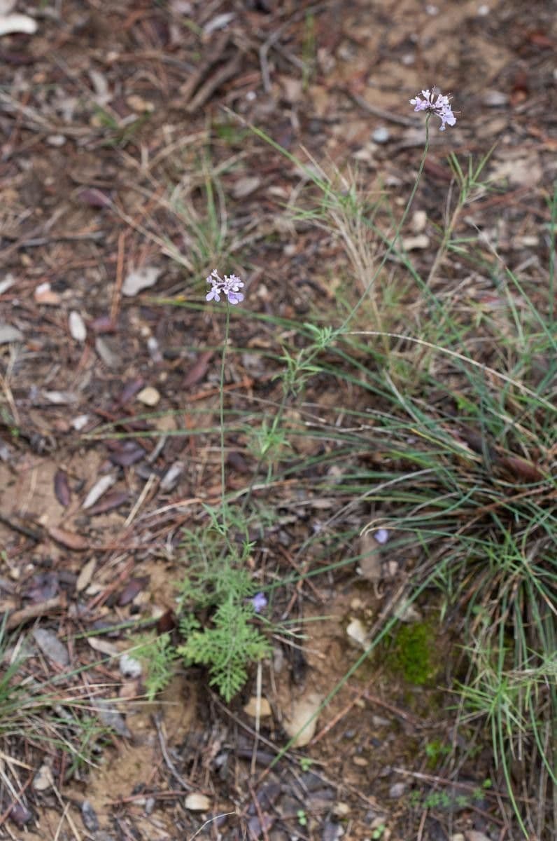 Scabiosa triandra 13