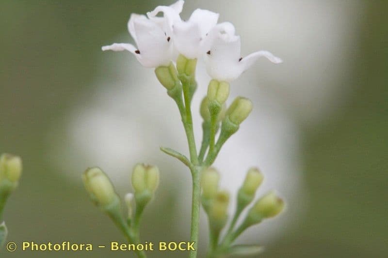 Rubia glauca 5