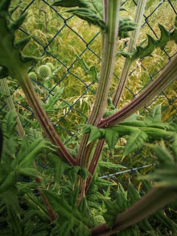 Great globe thistle 25