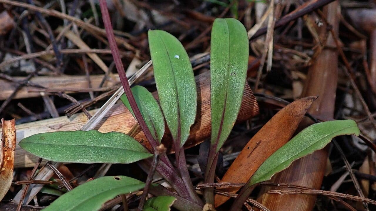 Crepidium taurino 18