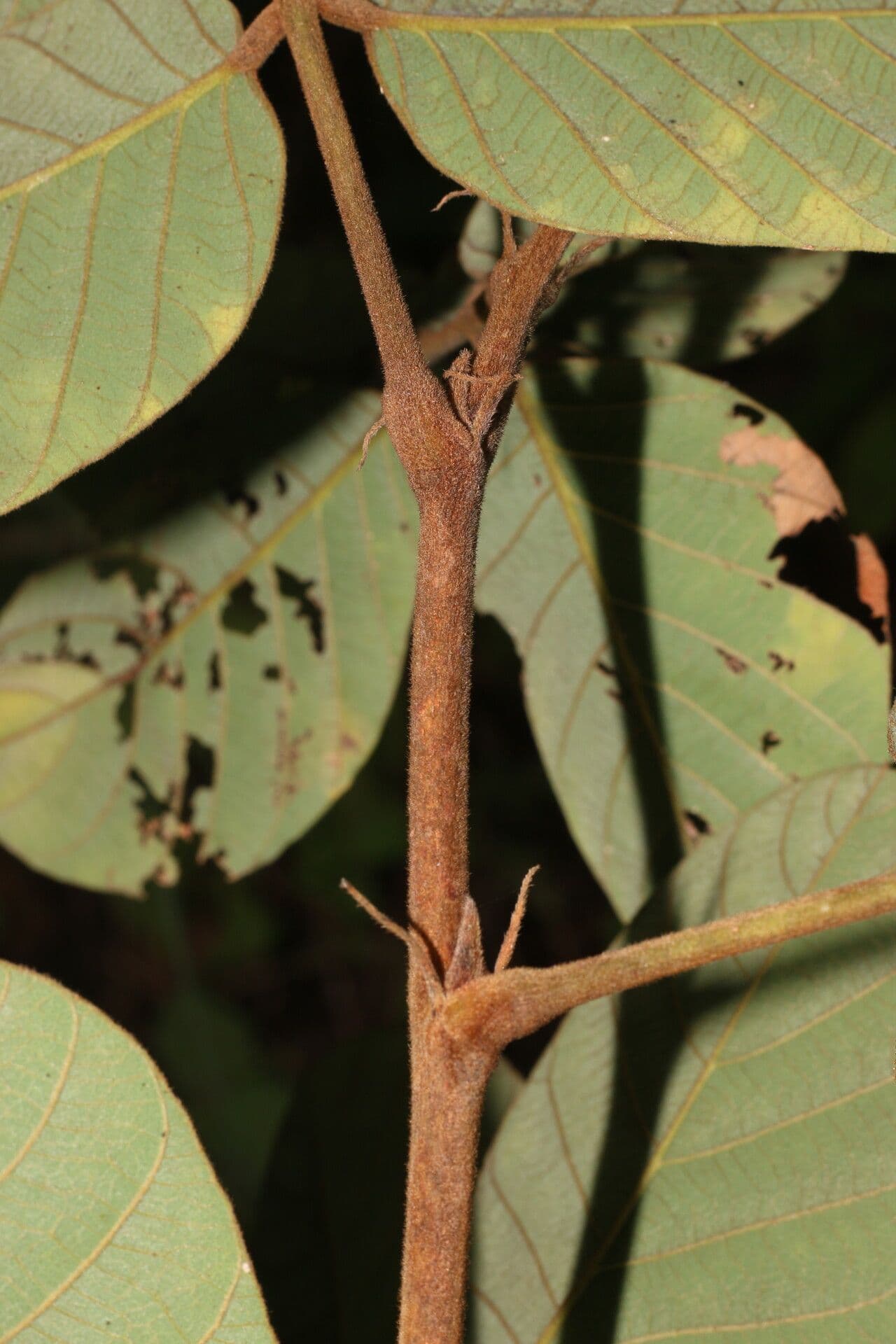 Lonchocarpus 4