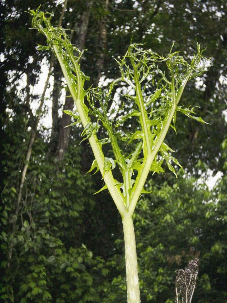 Dracontium 24