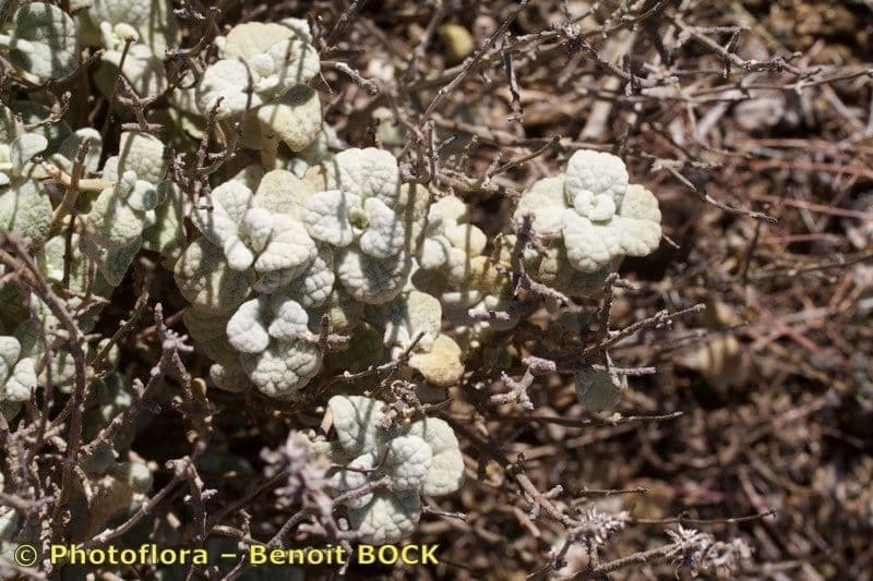 Phlomis lanata 15