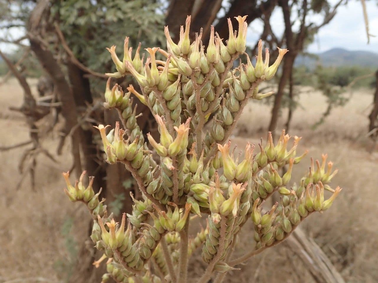 Kalanchoe 18