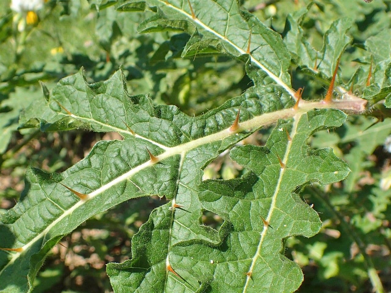 Zimbelkraut 19