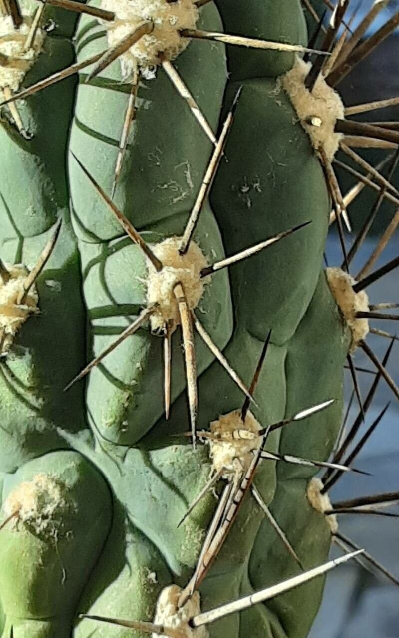 Cactus stuzzicadenti 7