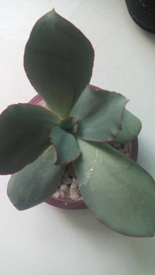 Echeveria 2