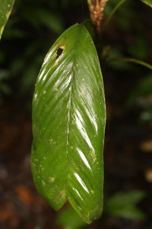 Geonoma 4