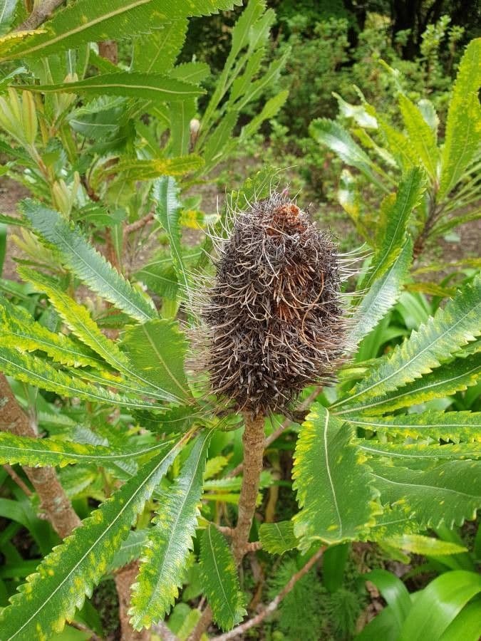 Banksia