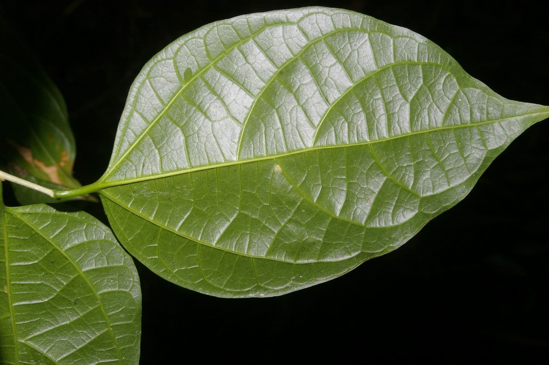 Celtis 4