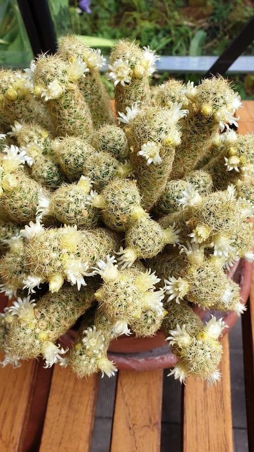 Cactus stella dorata 15