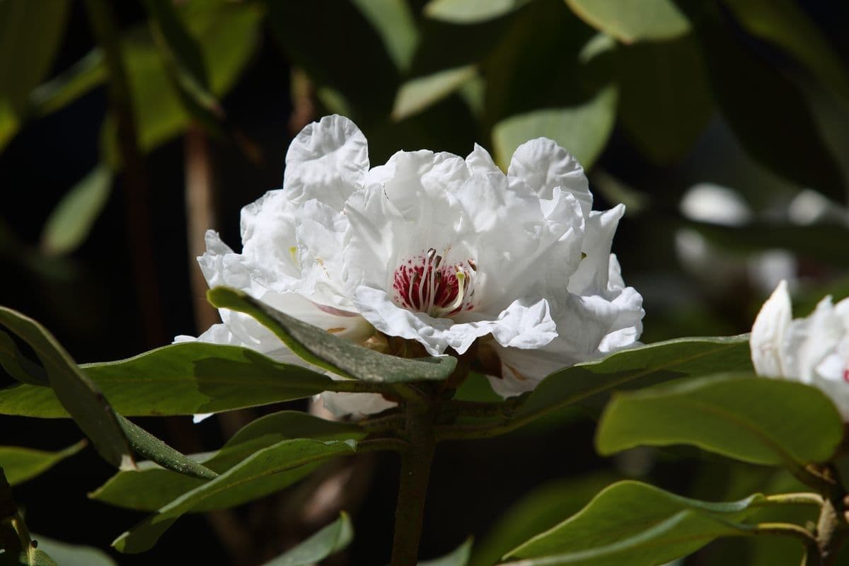 Rododendro 4