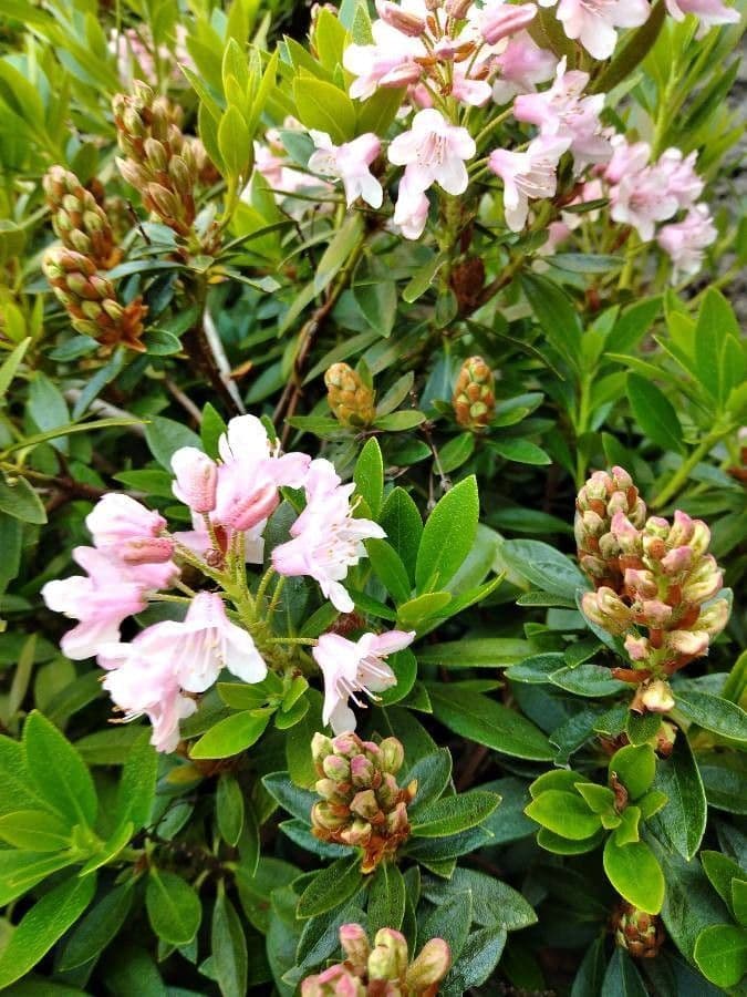 Rhododendron micranthum 3