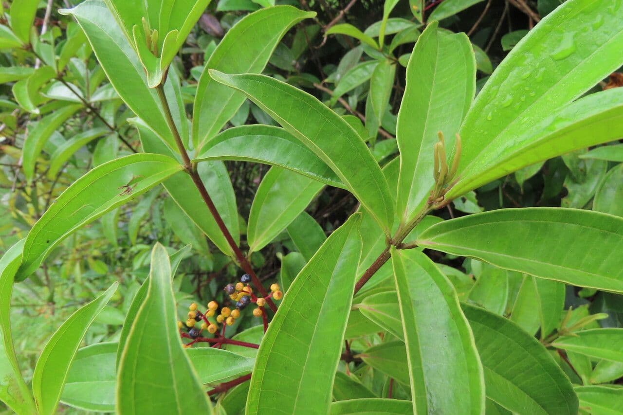 Miconia 18