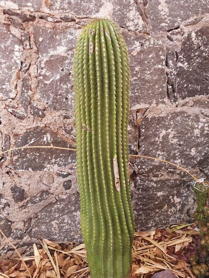 Sahuaro 16