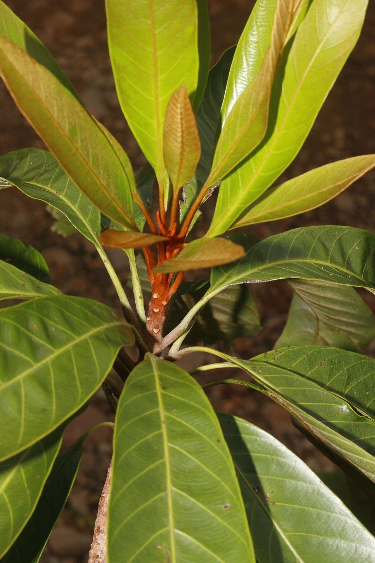 Chrysophyllum 7