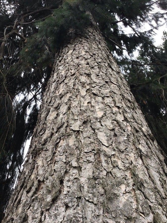 Abete di Morinda 14