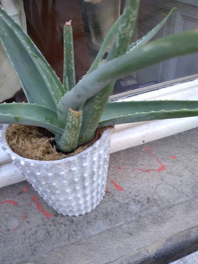 Aloe vera 14