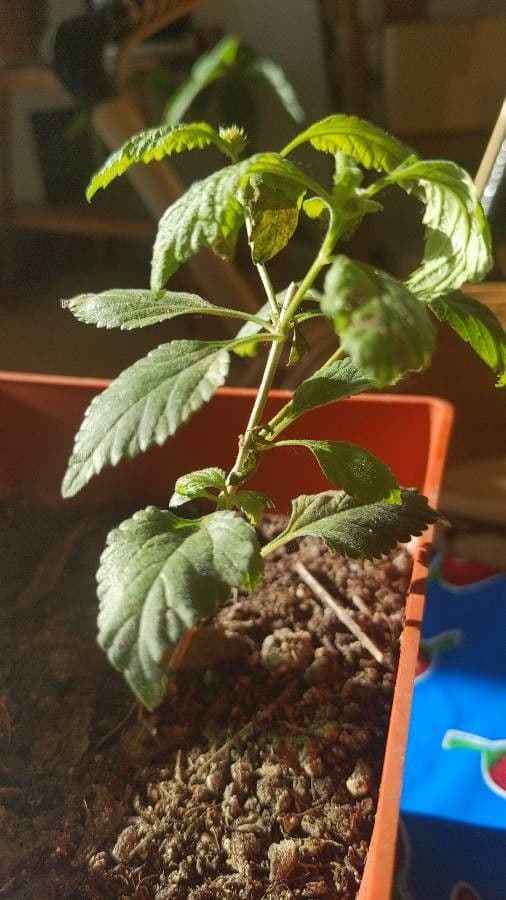 Lantana 12