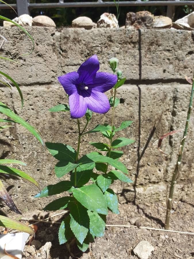 Platycodon à grandes fleurs 27