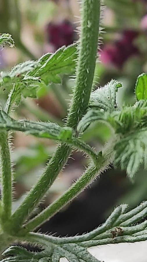 Verbena rigida 25