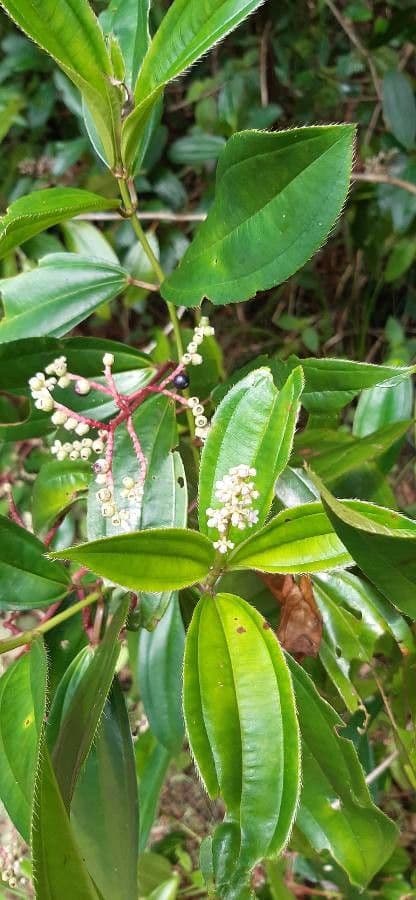 Miconia 11
