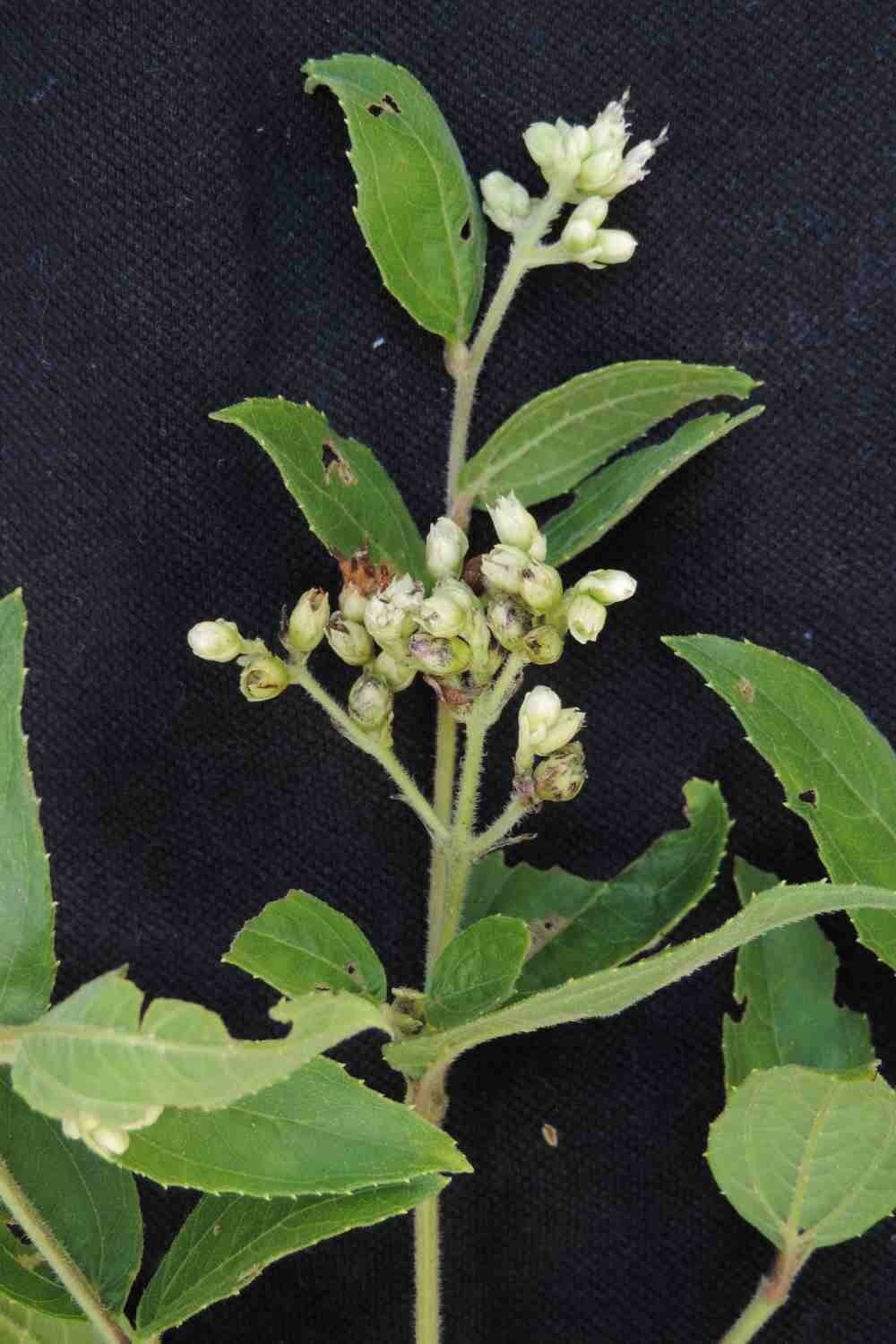 Clibadium 4