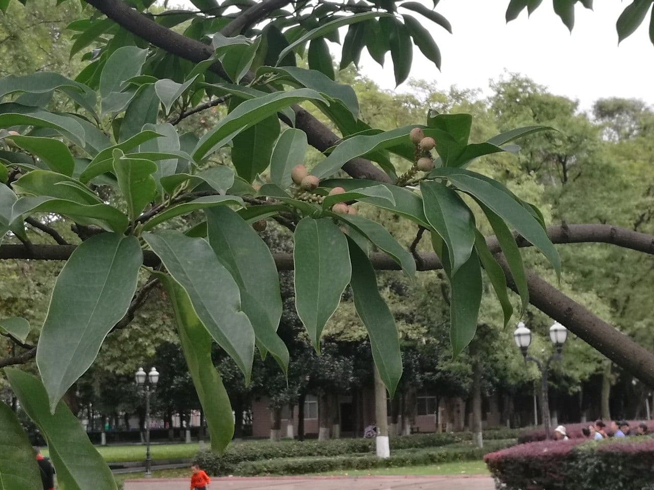 Magnolia 6