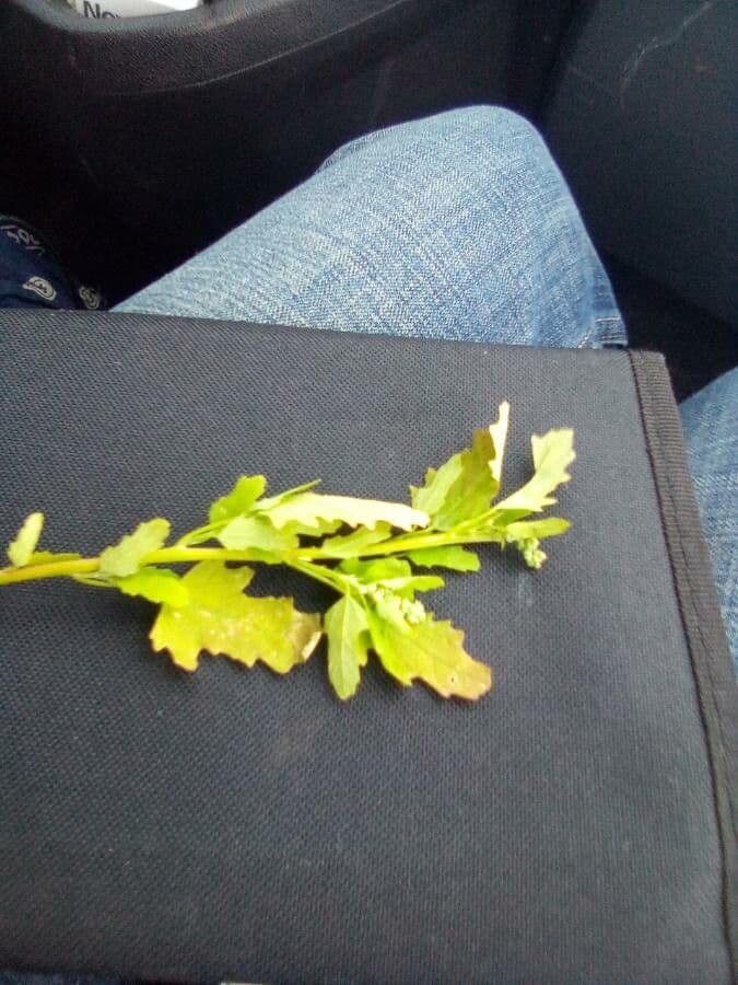 Komosa figolistna 16